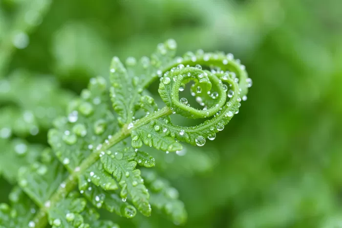 Green Curl