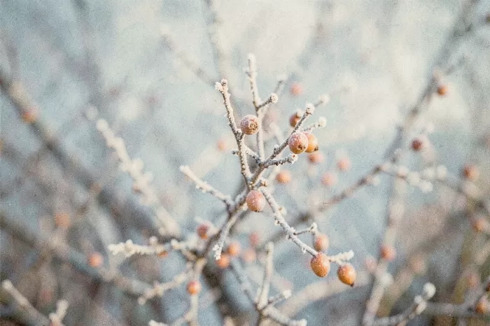 Frozen Branch