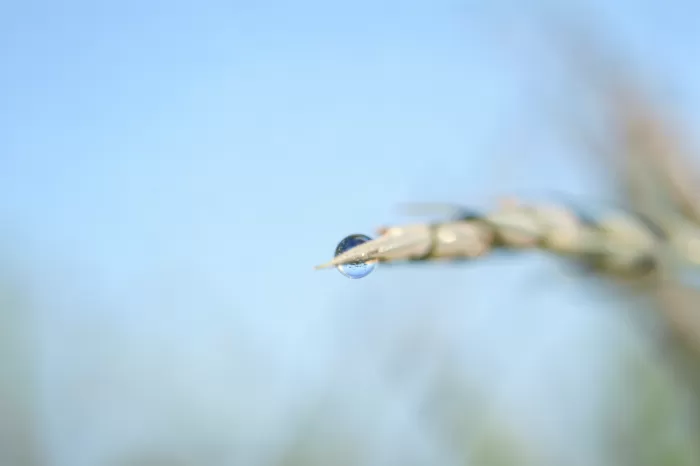 Wheat Drop