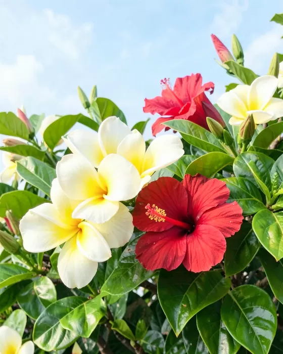 Plumeria Hibiscus