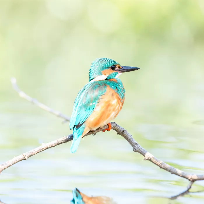 Kingfisher Calm