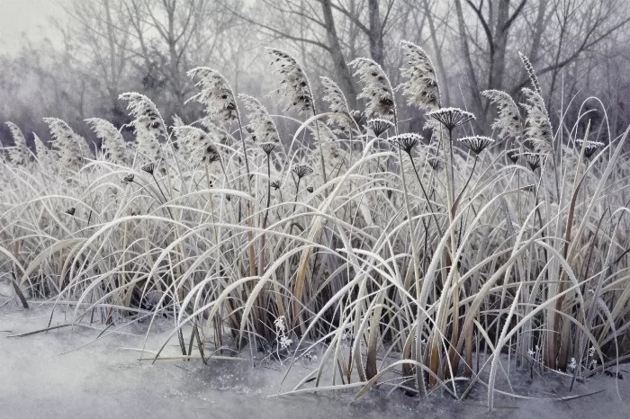 Frosted Reeds