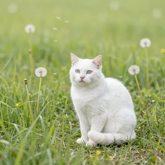 Meadow Muse
