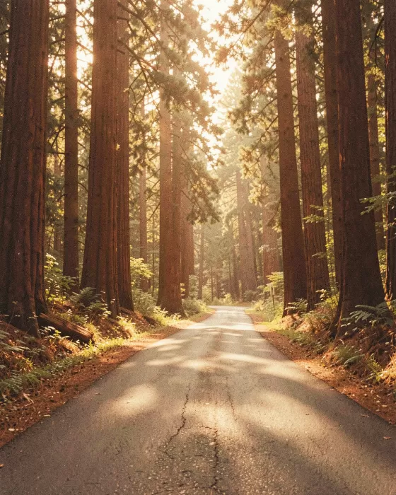 Redwood Bend