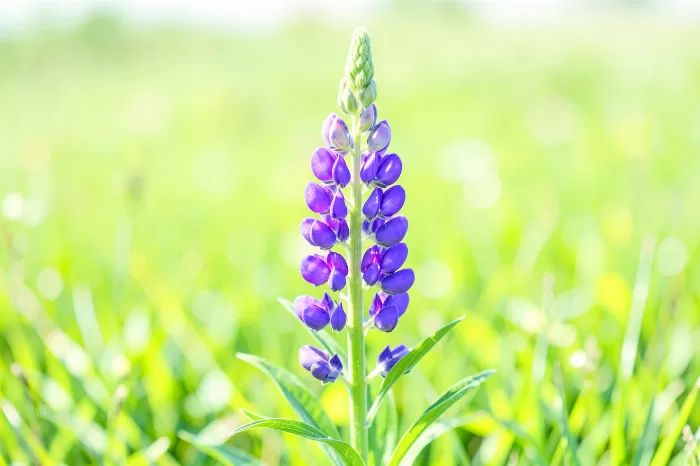 Wild Lupine