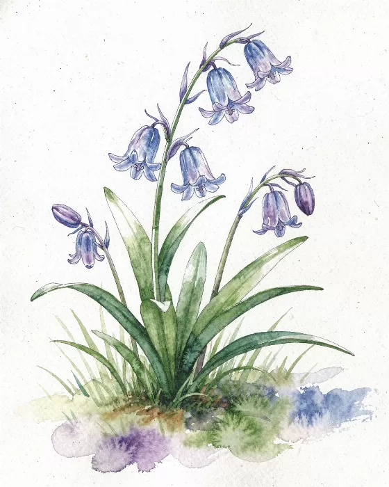 Bluebell Morning