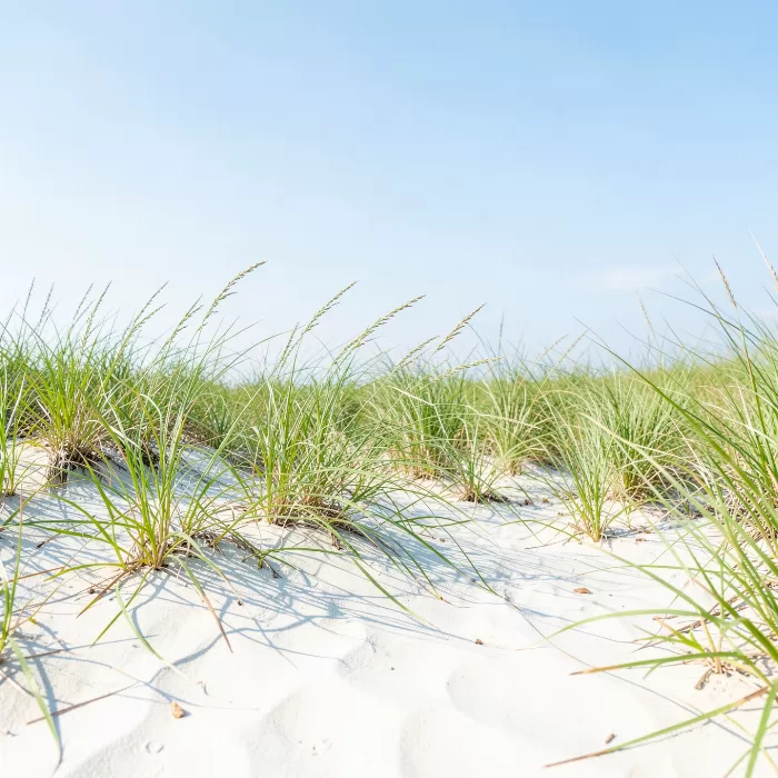 Outer Dunes