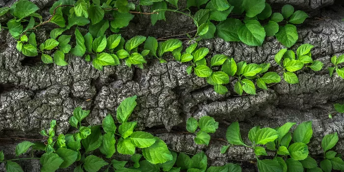 Nature At It's Best