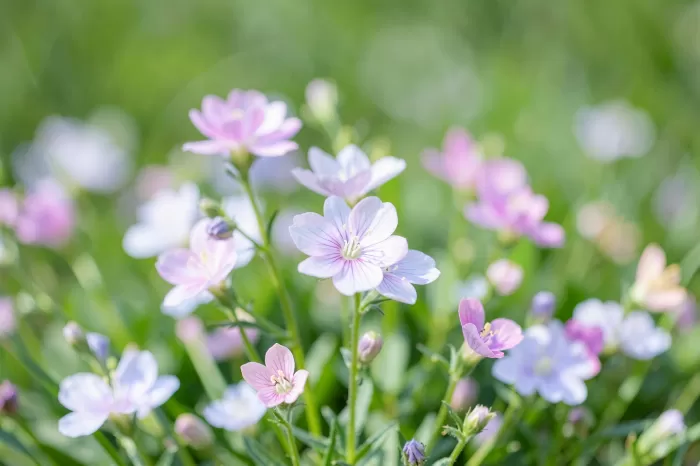 Wildflower Macro