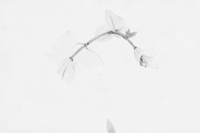 Grey Orchid