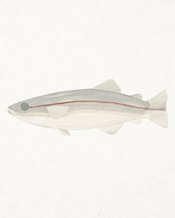 Quiet Cod