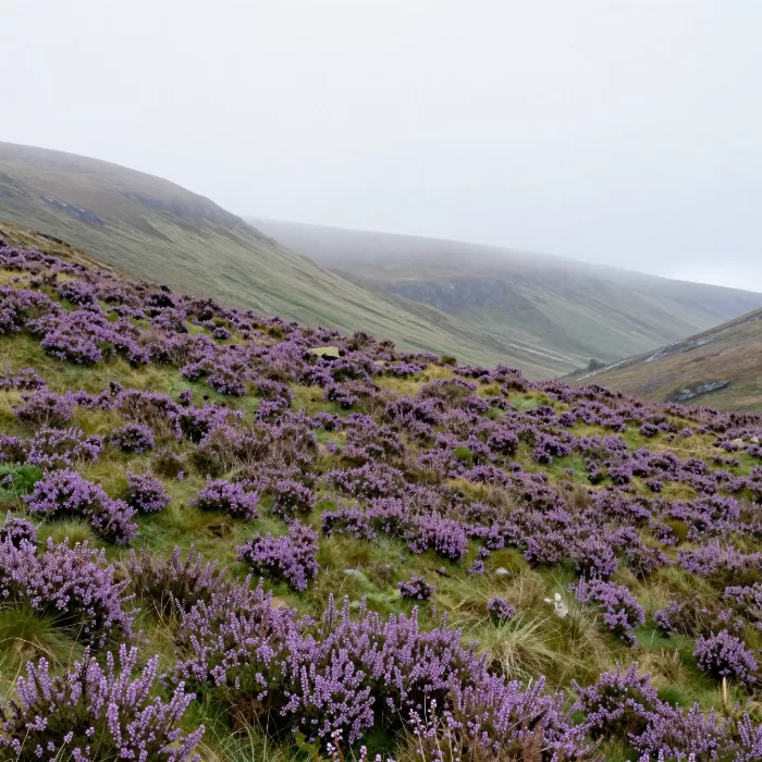 Highland Heather