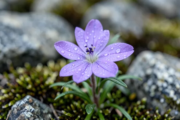Arctic Dew
