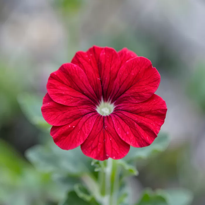 Crimson Vein