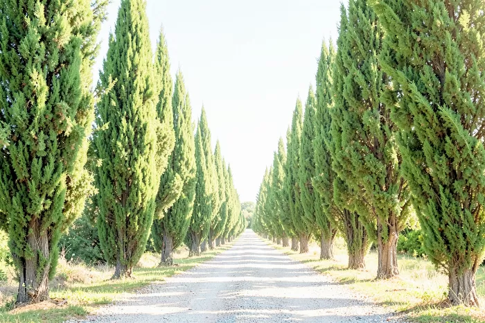 Cypress Avenue