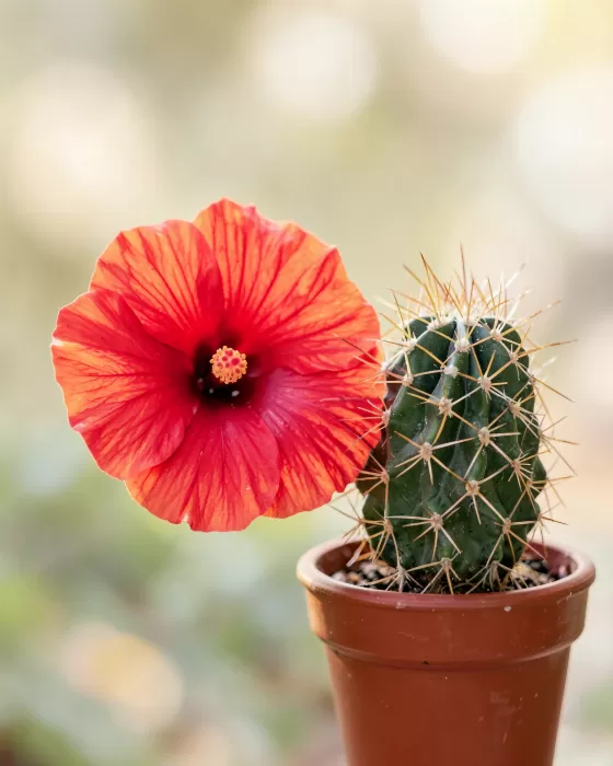 Bloom And Thorn