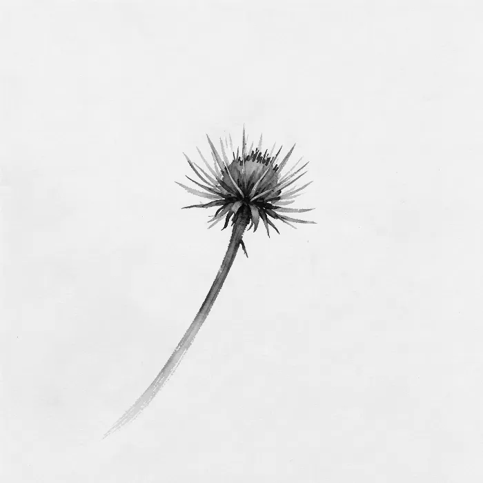Dried Thistle