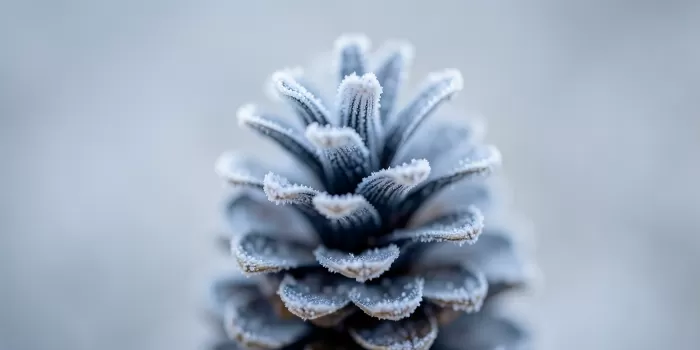 Frosted Cone