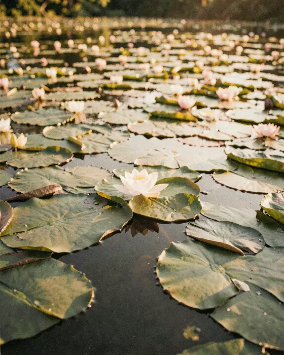 Vintage Lilypond