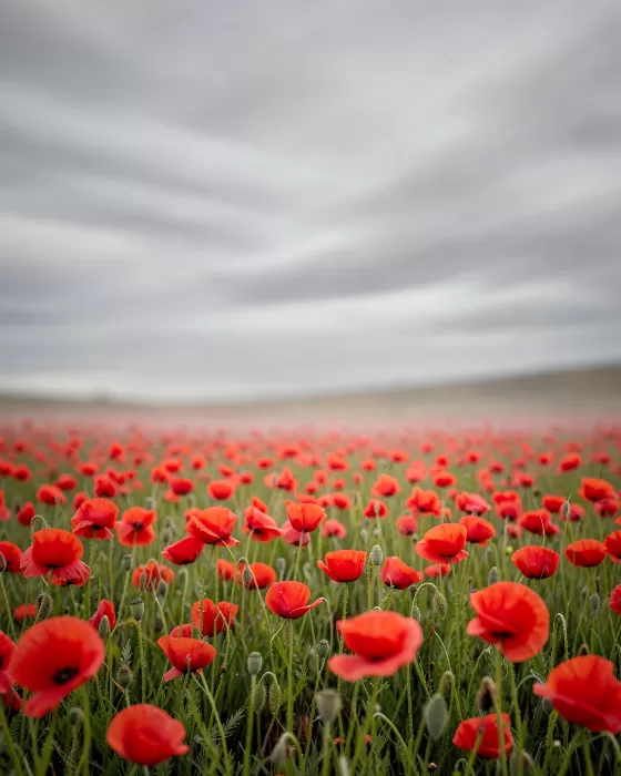 Poppy Sweep
