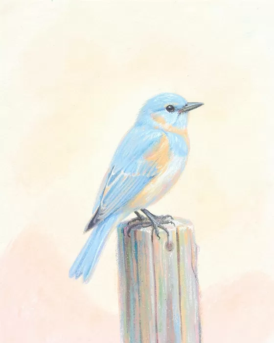Bluebird Pastel