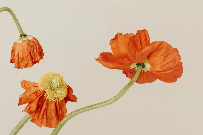 Close up of red poppy flowers