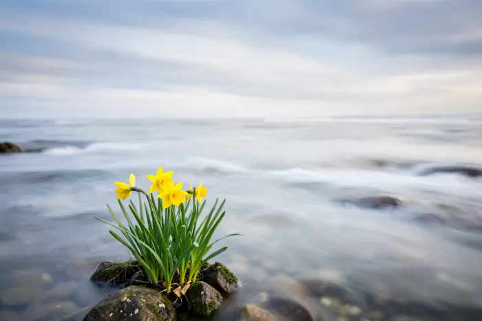 Silken Bloom