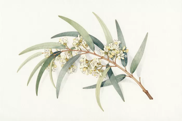 Cream Blossom