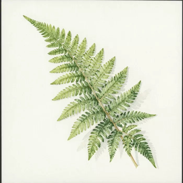 New Frond