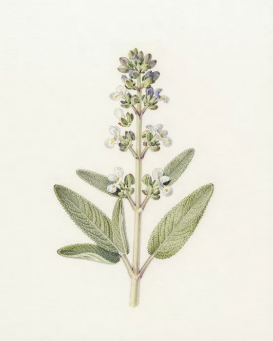 Sage Sprig