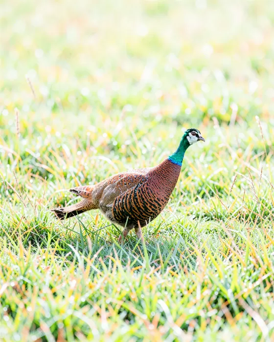 Dew Walk