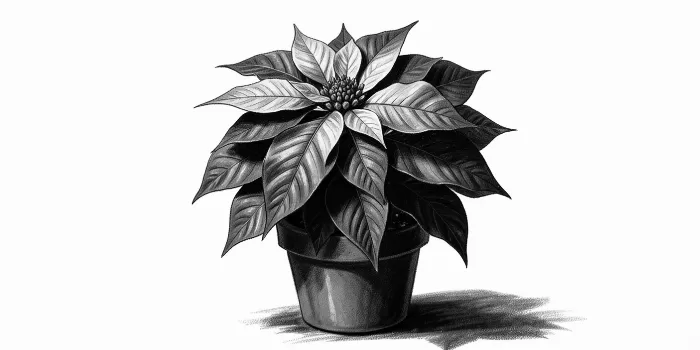 Potted Poinsettia