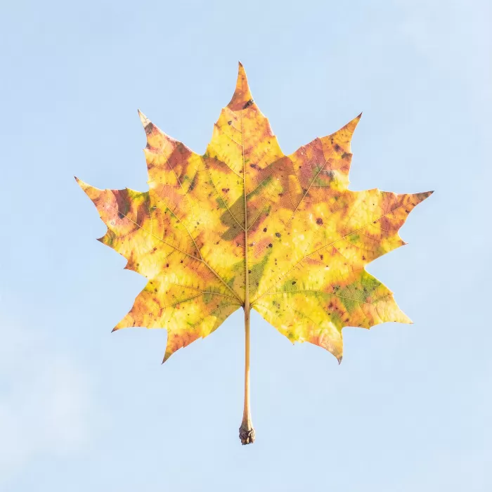 Maple Drift