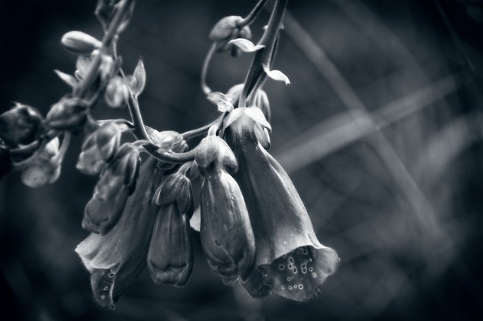 BW Bells - Newfoundland art print