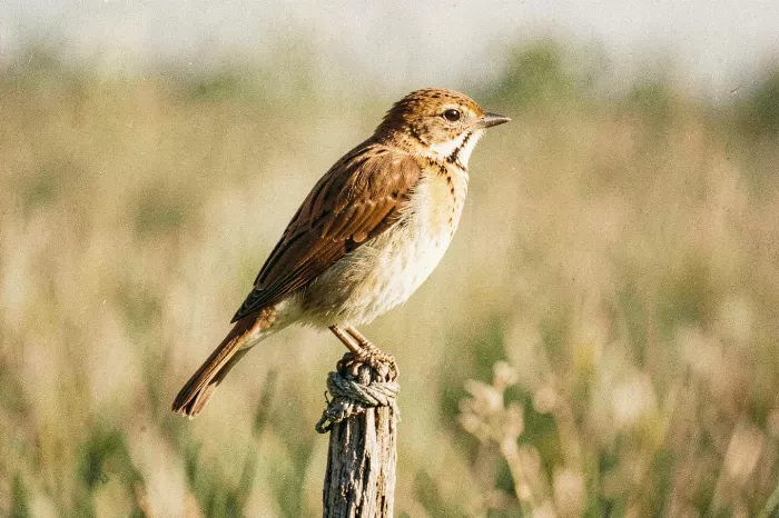 Amber Wren