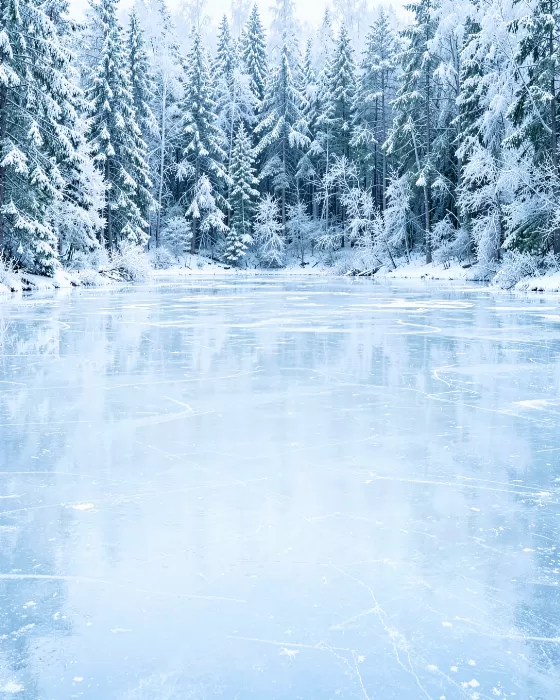 Icy Forest