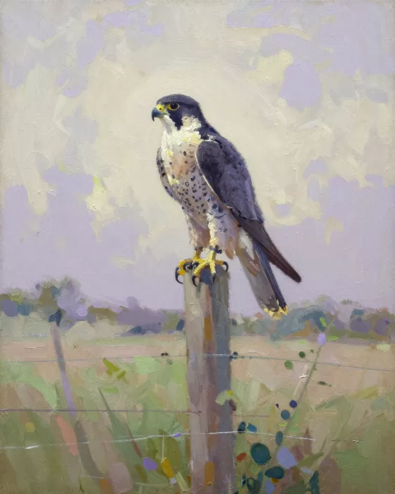 Kestrel Light