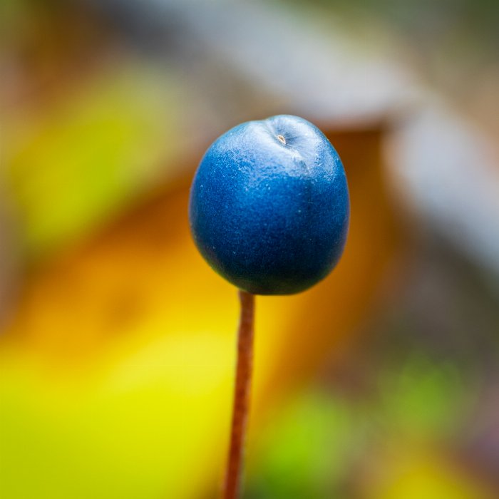 Bluebead - Newfoundland art print