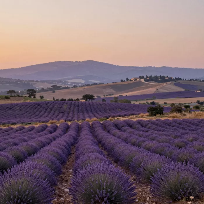 Provençal Dusk