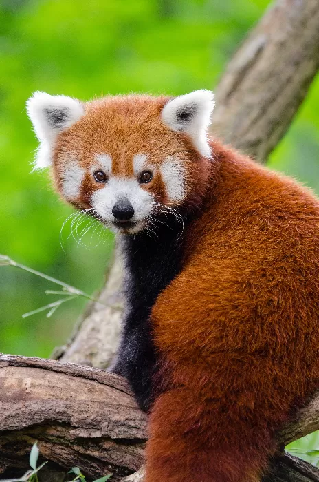 Red Panda