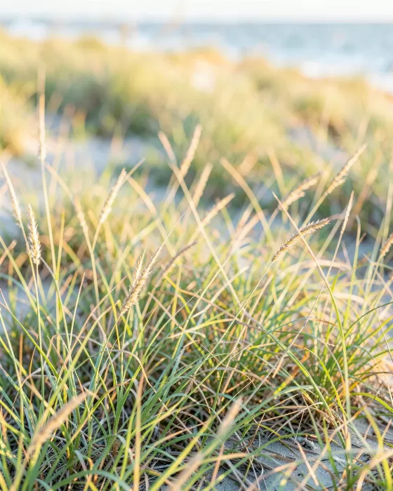 Coastal Oats