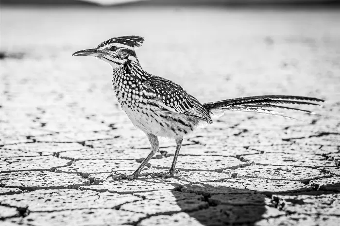 Playa Bird