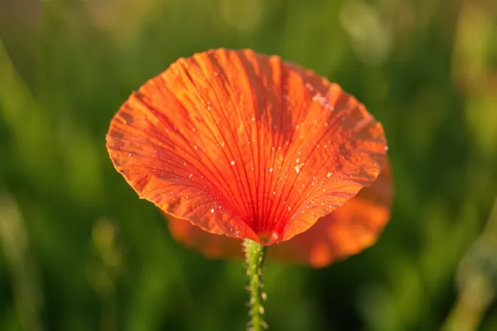 Poppy Petal