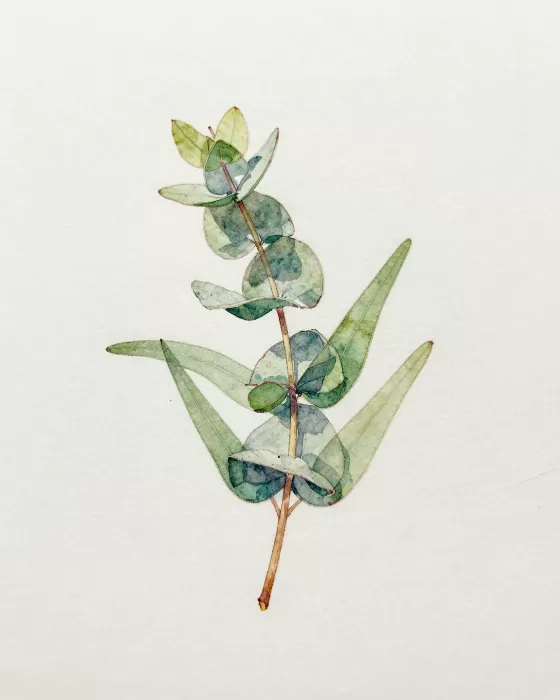 Gum Leaves