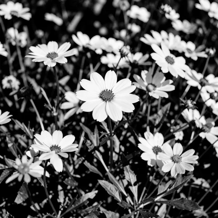 Daisy Shadows