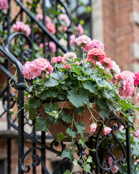 Geranium Ledge