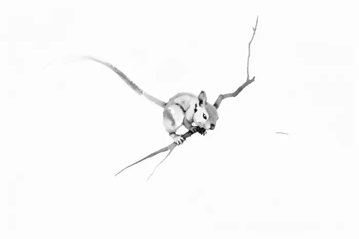 Ink Squirrel