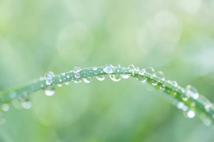 Grass Pearls