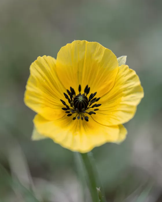 Tundra Gold