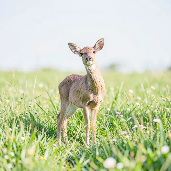 Fawn Meadow
